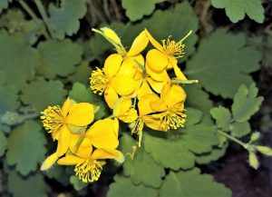 Желтые цветки чистотела
