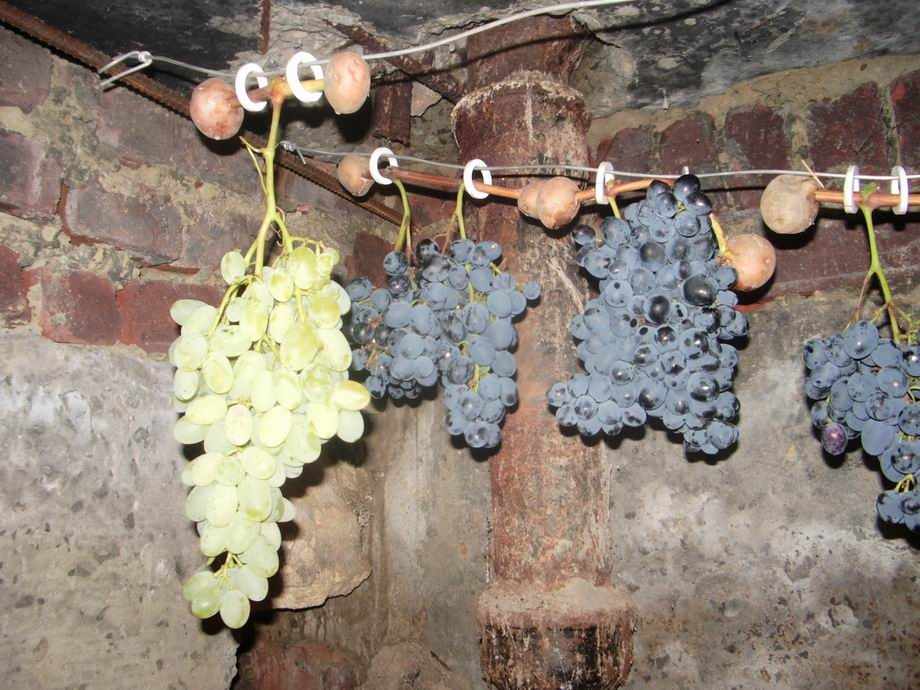 Виноград на проволоке