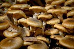 как заморозить грибы свежие