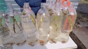 Березовый сок в пластиковых бутылках