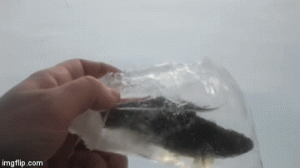 Рыбина во льду