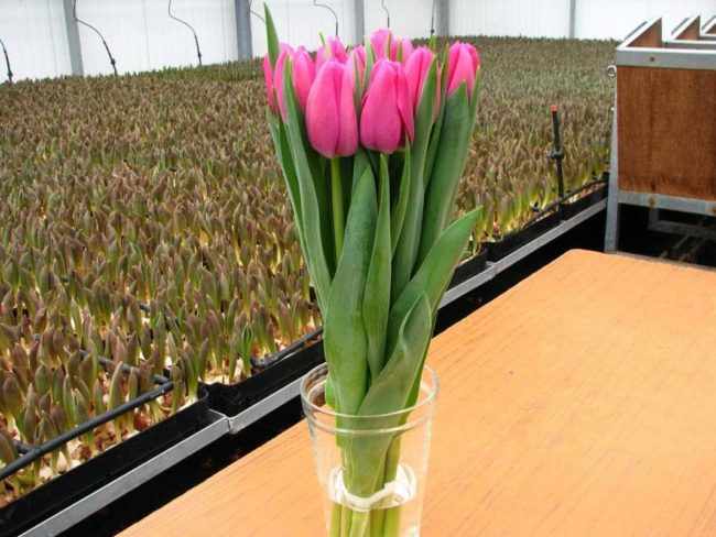 Как правильно хранить тюльпаны для продажи