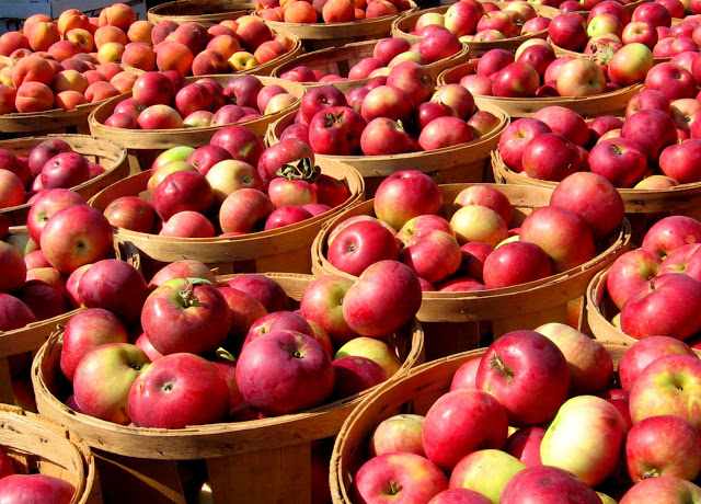 Как првильно хранить яблоки в домашних условиях
