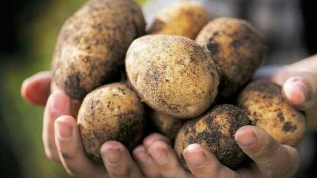 Урожай картофеля: как сохранить его до весны