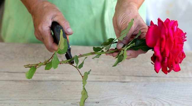 Как дольше всего сохранить срезанные розы в вазе