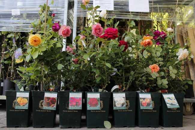 Как сохранить саженцы роз, купленные в феврале
