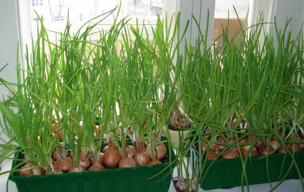 Как правильно выращивать лук?