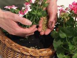подкормка домашних растений в осенне-зимний период один-два раза в месяц